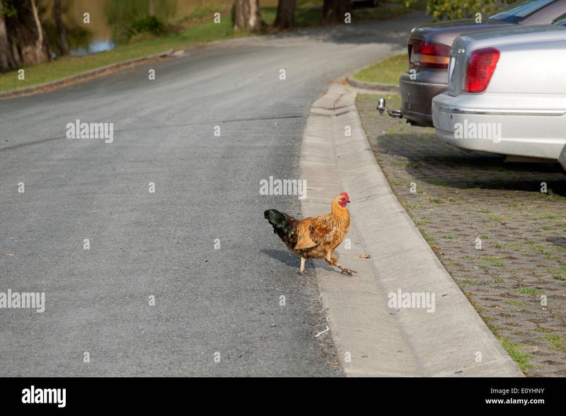 Descubre el Misterio detrás de la Ruta del Pollo en España, chicken road oficial